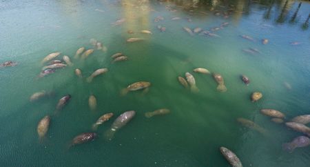 Every year hundreds of manatees gather in warmer waters to stay warm during the winter. (National Geographic)