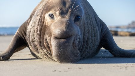 The male beachmaster elephant seal approaches. (National Geographic/George Cawdron)