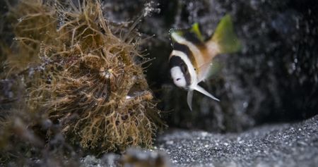 A small fish swims dangerously close to a well camouflaged frogfish. (National Geographic)