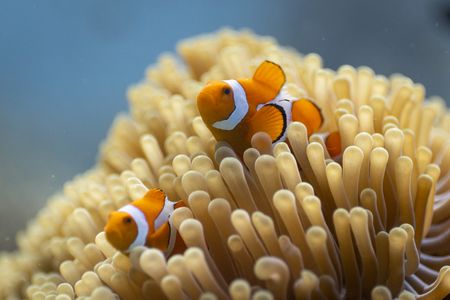 A clown anemonefish on a coral reef in Raja Ampat, Indonesia. (Credit: Olly Scholey)