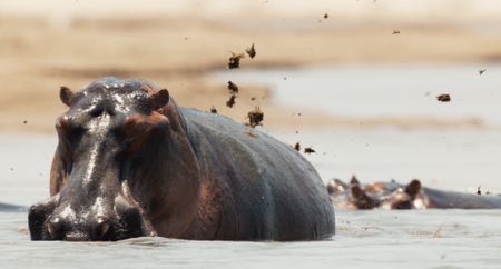 A male hippo sprays his feces at another male who is threatening to take over his patch. (National Geographic)