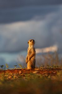 A meerkat looks out in front of a stormy sky in the Kalahari desert. (National Geographic/Thilo Beck)