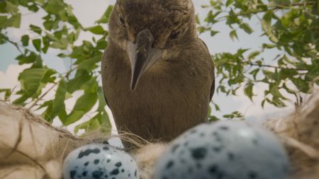 A female cowbird inspects a potential warbler nest to lay her egg in. (National Geographic)