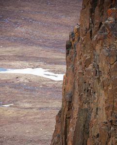 A barnacle goose on top of its cliffside perch in Greenland. (National Geographic/Doug Parker)