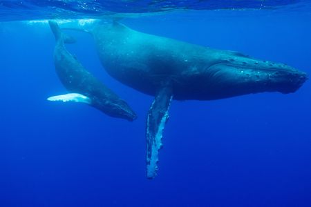 A humpback mother and calf swim through Hawaii's clear blue waters. (National Geographic for Disney/Kim Jeffries)