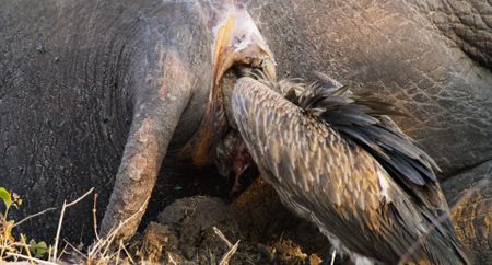 A vulture sticks its head inside an elephant carcass to eat. (National Geographic)