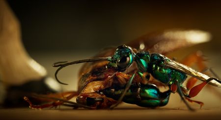 A cockroach is held down by a jewel wasp, which uses its stinger to detect the precise region of the cockroach's brain it needs to envenomate. (National Geographic/Simon De Glanville)