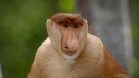A closeup of a Proboscis Monkey. (Credit: Content Mint)
