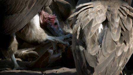 Vultures eat an animal carcass in Botswana.(Credit: Nature Footage)
