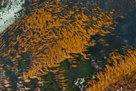 The shallow sea forests off the Isles of Scilly in the United Kingdom. (Credit: Olly Scholey)