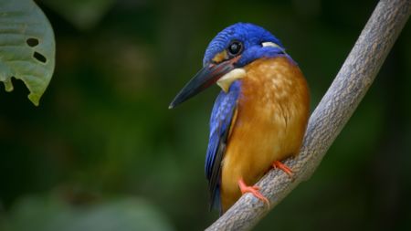A kingfisher rests on a branch in Borneo. (Credit: Content Mint)