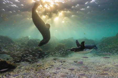 A Galapagos penguin and Galapagos fur seal swimming underwater in amongst shoals of small fish.  (credit: National Geographic/Bertie Gregory)