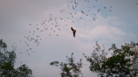 A Brahminy Kite flying in foreground, with bats in the background. (Credit: Content Mint)