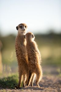 Meerkats stand to observe their surroundings. (National Geographic/Laura Pennafort)