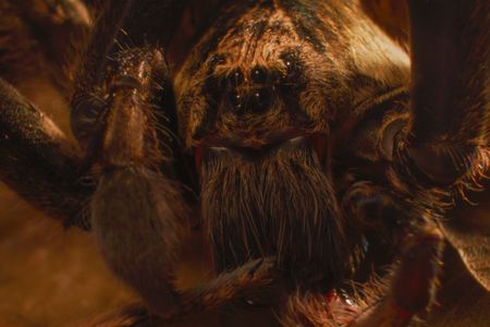 A wolf spider. (National Geographic/Alex Jones)
