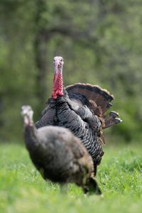 A male turkey looks toward a female turkey. (National Geographic/Sam Stewart)