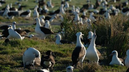A colony of Laysan albatross in Midway Atoll. (Credit: Silverback Films and Open Planet Studios/Toby Nowlan)