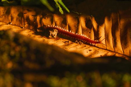 A velvet worm travels through the forest. (National Geographic/Alex Jones)