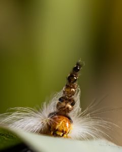 As it grows and molts, the mad hatterpillar stacks old head casings on top of its head. Scientists think it is used as a decoy against would-be predators and parasites, and when needed, it can also be used as a weapon. (National Geographic/Katherine Hannaford)
