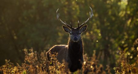 A large male red deer looks out across the herd. (National Geographic)